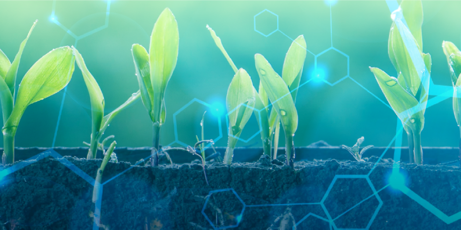 roots and leaves with an overlay of hexagons