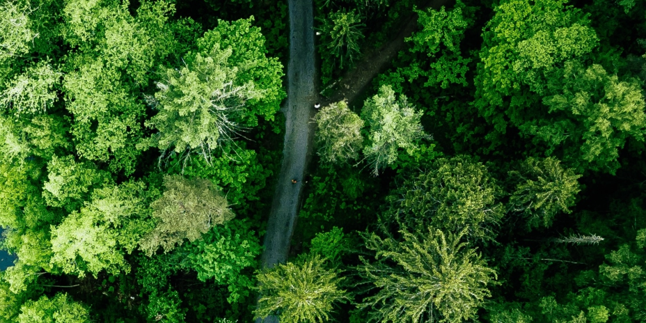 trees 