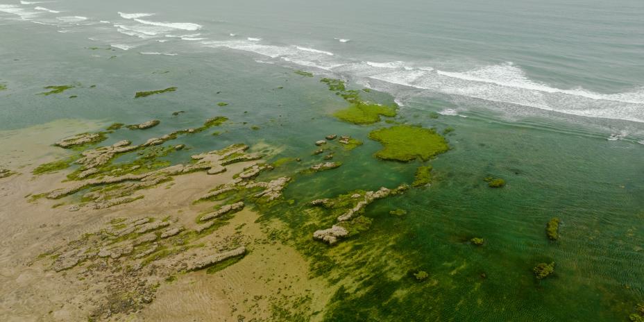An aerial photo taken of algae lining the coast