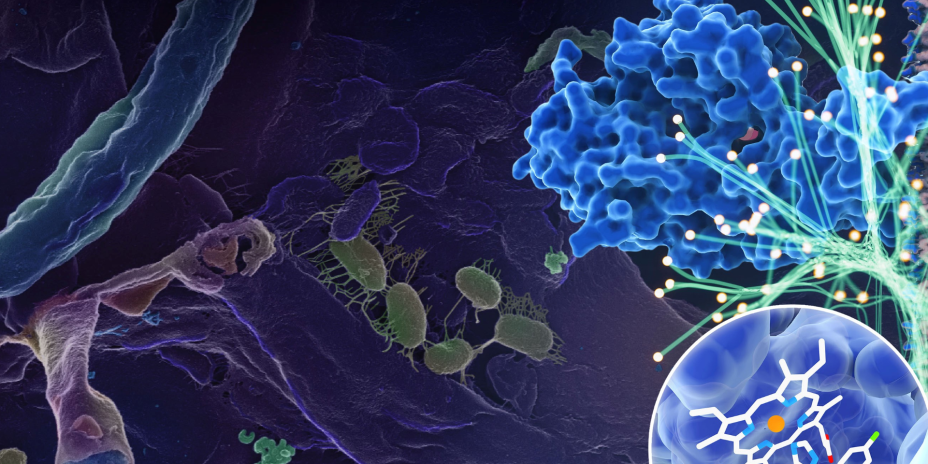 fungal proteins
