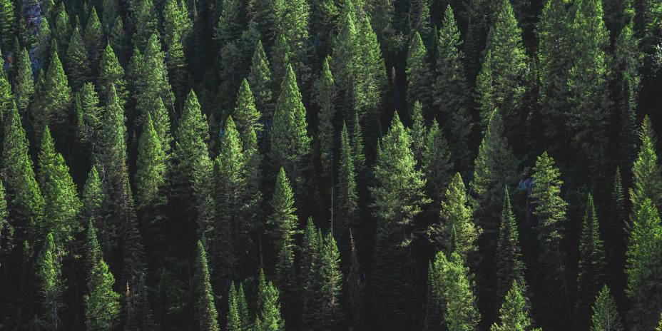 An aerial photograph above a pine tree forest in the daytime displaying dozens of trees.