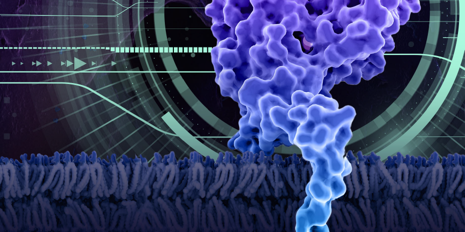 fungal proteins