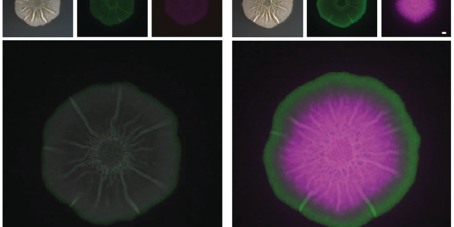 These images show top-down views of colonies of Bacillus subtilis grown on agar plates. The image on the left is a brightfield image while the one on the right shows false-color fluorescence of this colony. These bacterial cells contain two reporter constructs that cause the cells to produce two distinct fluorescence signals (shown as green and pink) when one or both of those genes are expressed.