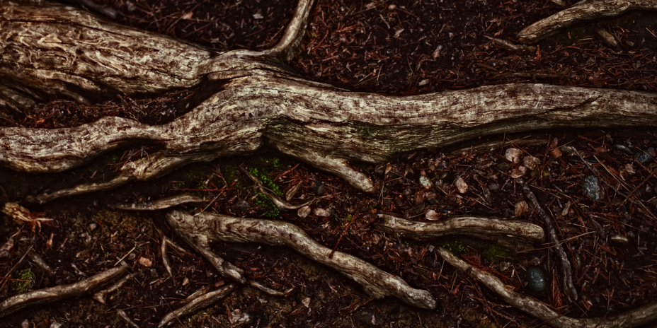 tree roots