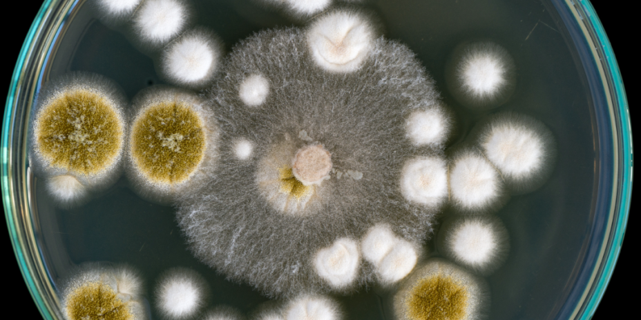 fungus sample on a clear plastic sample holder 