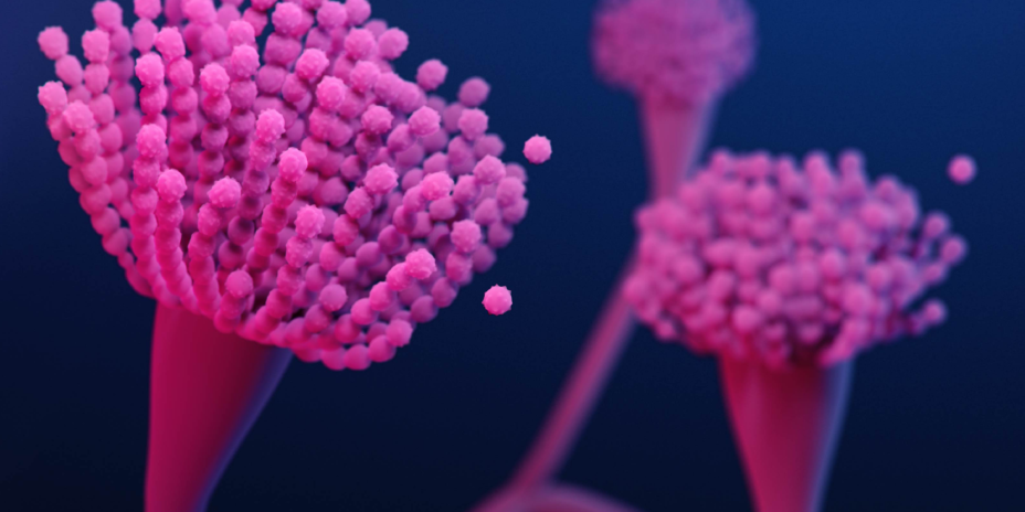 Aspergillus 