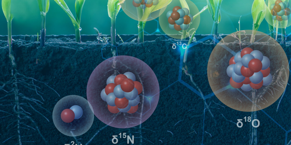 Illustration showing a cross-section of soil with corn plants above ground. The image highlights molecular structures such as water and nitrogen, with annotations for isotopes like deuterium, nitrogen, and oxygen.