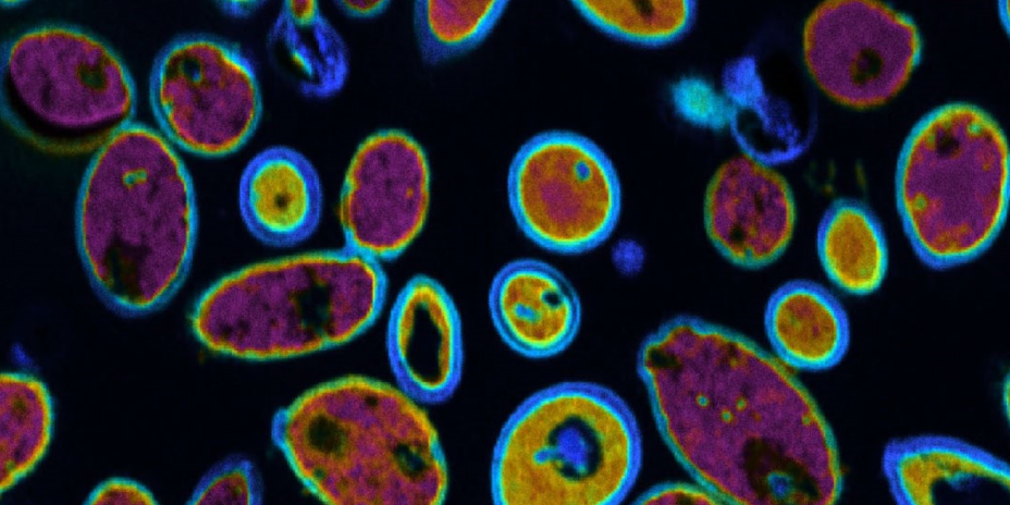 cells visualized with chemical probes
