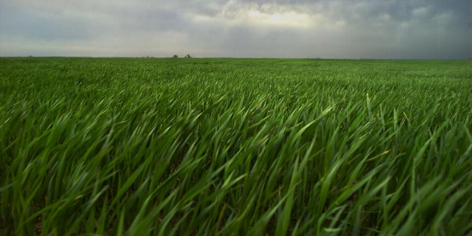 A green field in the ARM Southern Great Plains site