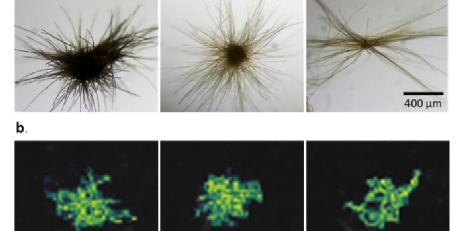 A grid displaying microscopic images of Red Sea or laboratory-formed colonies and an example of the MALDI molecular ion image for a detected metabolite.