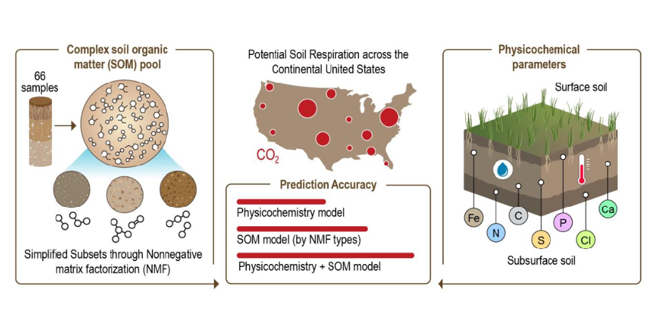 Infographic depicting three sections of soil analysis. The first section, labeled "Complex soil organic matter (SOM) pool," shows 66 samples simplified through nonnegative matrix factorization. The middle section, "Potential Soil Respiration across the Continental United States," features a map with red dots indicating prediction accuracy using physicochemistry and SOM model. The third section, "Physicochemical parameters," illustrates a soil cross-section with layers and elements like Iron (Fe) and Calcium