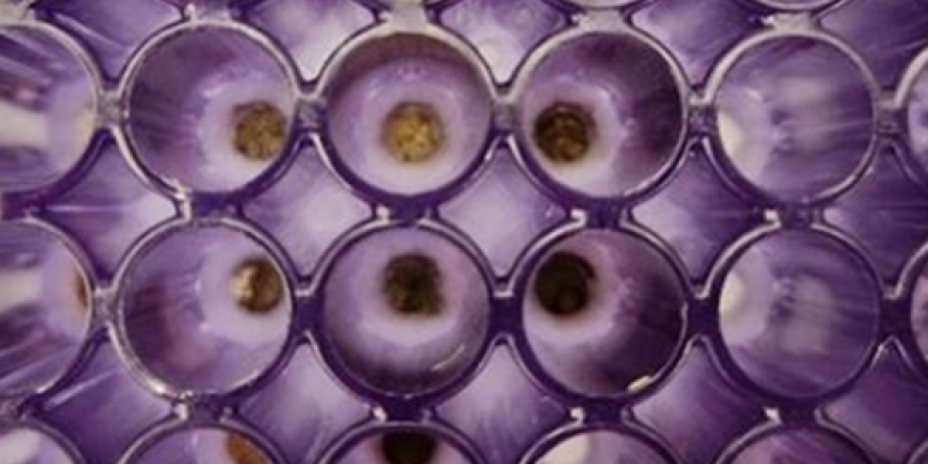 circular slots for soil samples 
