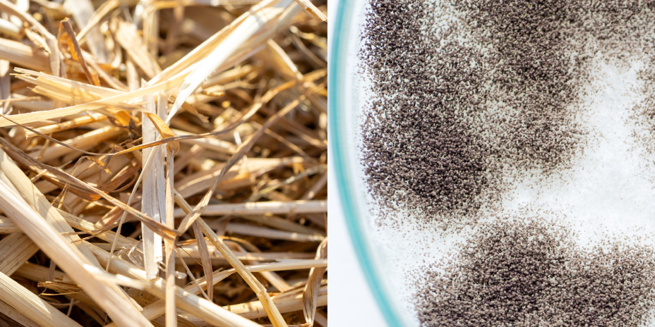 Composite image. On the left, a photo of corn stover from a corn field. On the right, a photo of a petri dish filled with Aspergillis niger (a fungus).
