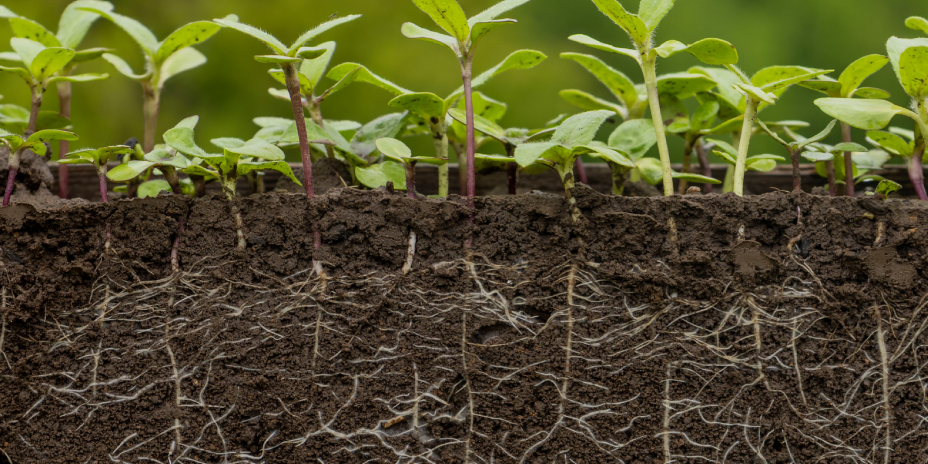 Photo of a cross section of several plants growing in soil and it displays roots below the surface of the soil