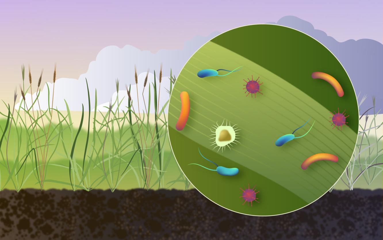 The aboveground parts of plants, mainly stems and leaves, are among the most prevalent microbial habitats on Earth. Pollen, bacteria, viruses, algae, and cell debris released from plants can seed cloud and ice crystal formation in the atmosphere. Illustration by Nathan Johnson | Pacific Northwest National Laboratory