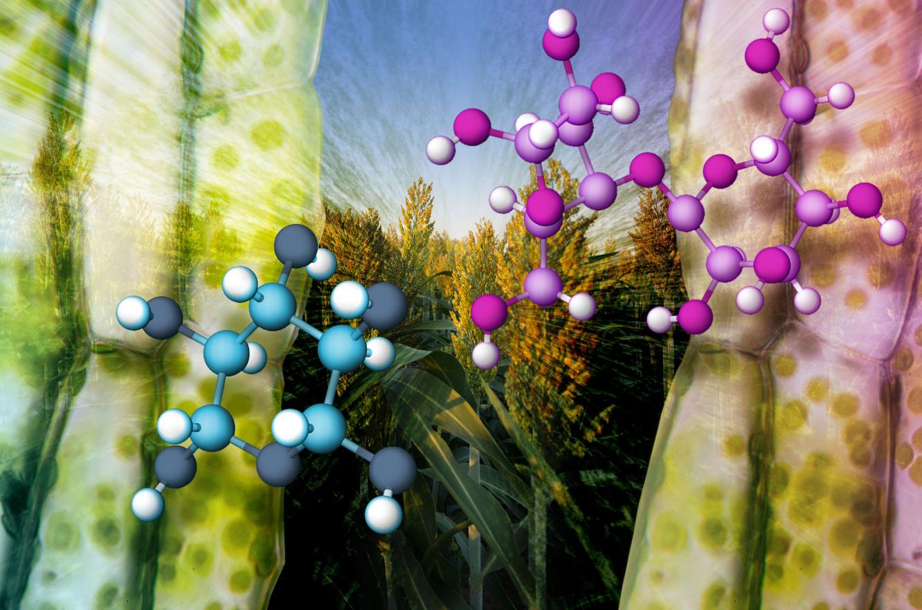 Details about the interactions between two sugars, xylan and cellulose, in the cell walls of the plant sorghum provide clues to simplify ways to deconstruct this bioenergy crop. Illustration by Nathan Johnson  |  Pacific Northwest National Laboratory