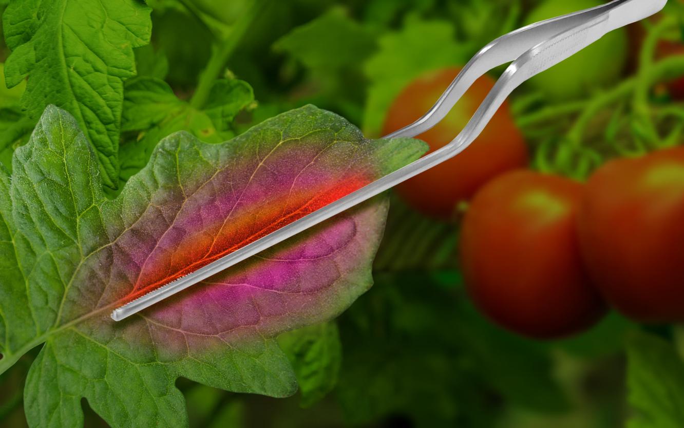 Tweezers squeeze and crush the central vein of the leaf of a tomato plant. Mass spectrometry imaging at various points on the leaf reveals how specific lipid levels change after injury.