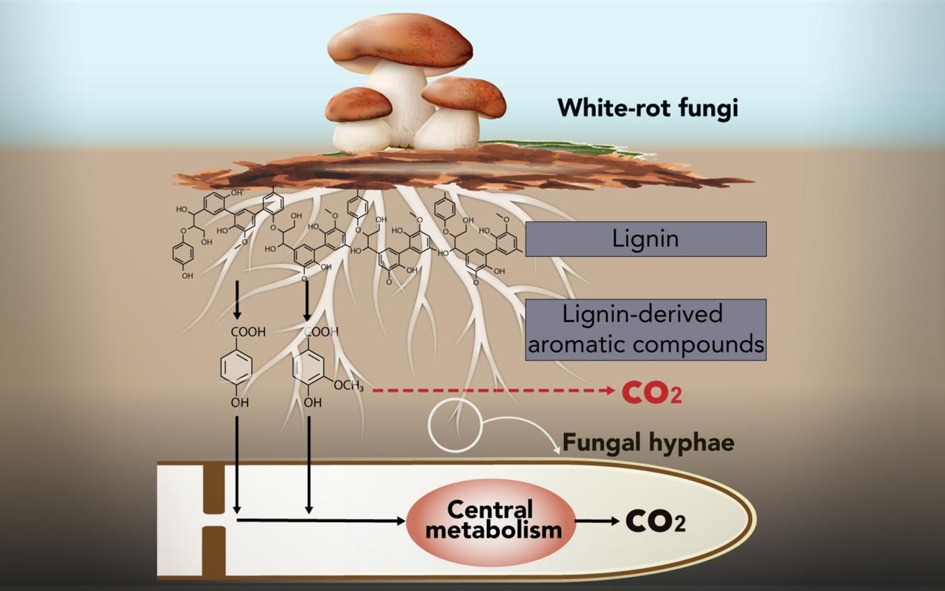 White-rot fungi are well known to break down lignin and convert it into CO<sub>2</sub> and H<sub>2</sub>O in nature. A new study reveals that these fungi incorporate lignin-breakdown products into their central metabolism. Davinia Salvachúa Rodríguez (National Renewable Energy Laboratory, Golden, CO)
