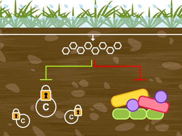 illustration of polyphenol metabolism with background illustrating soil