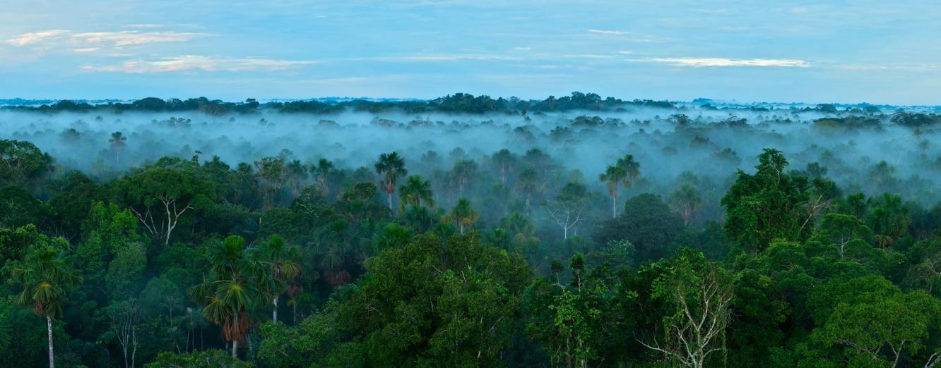 Amazon rainforest