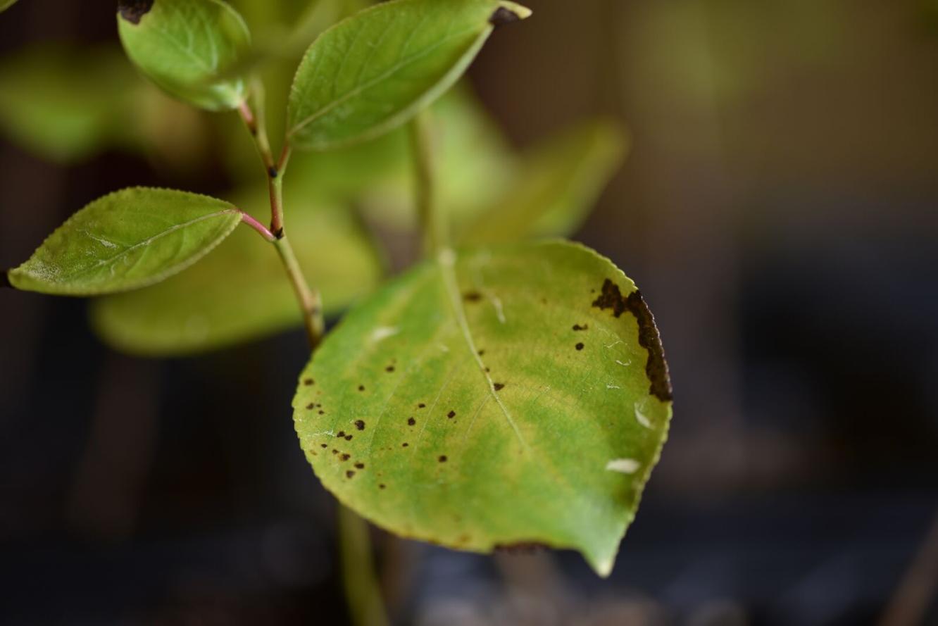 plant leaves