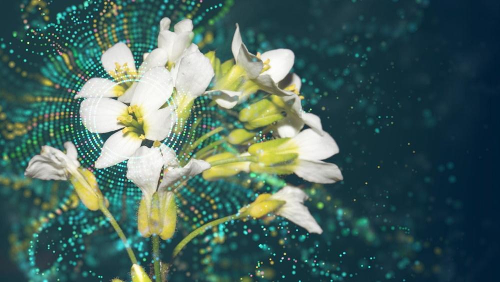 white flowers with multi-colored digital background