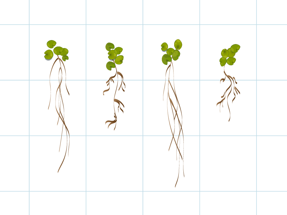 auxin root phenotype