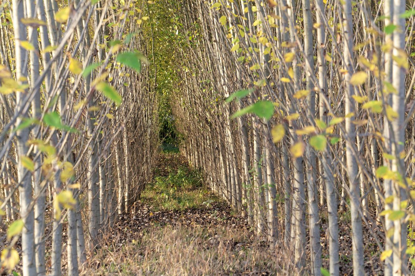 tunnel of trees