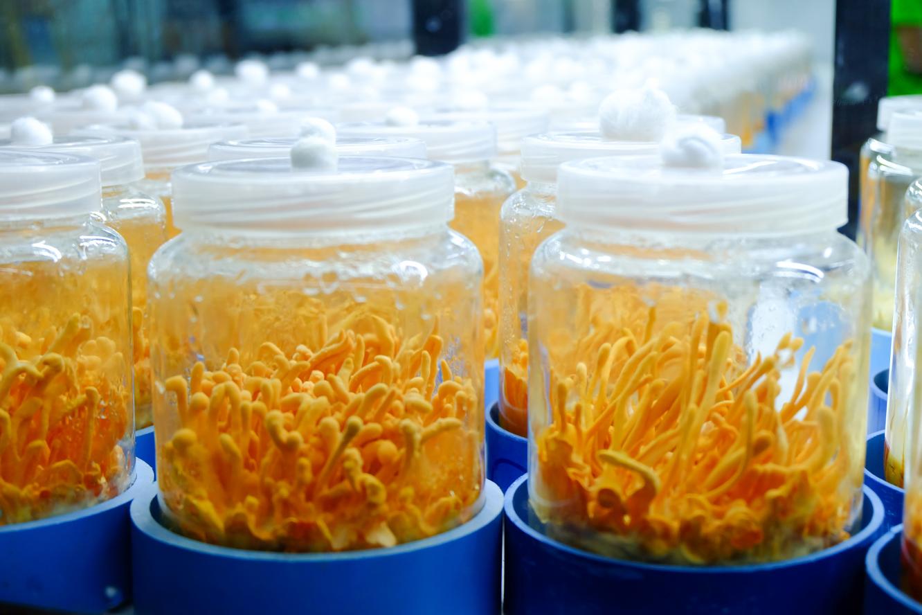 Cordyceps in jars in a science lab