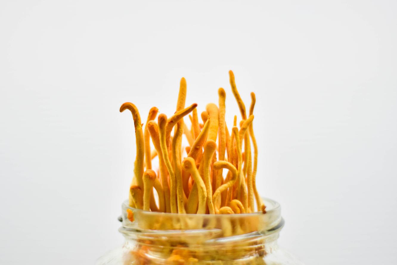 cordyceps