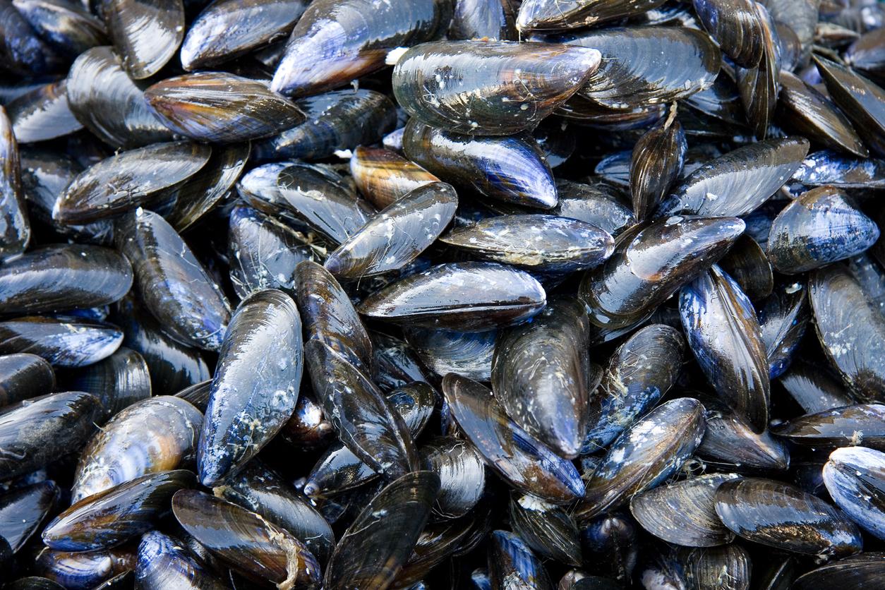 Fresh mussels