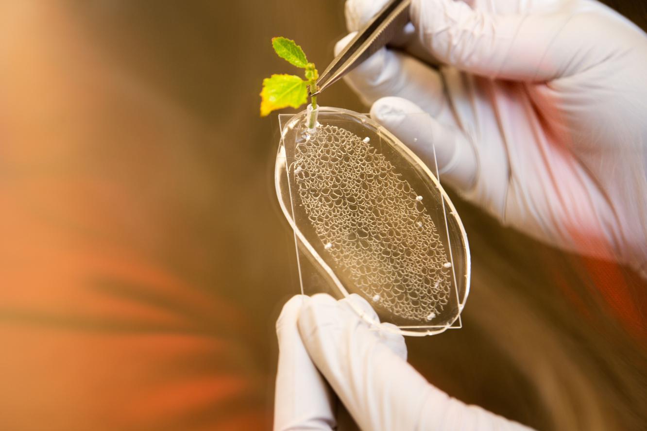 Plant being transferred into a rhizochip