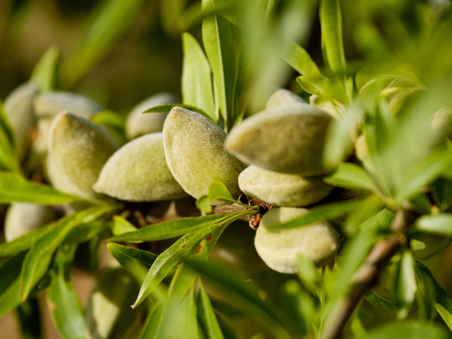 almonds growing on a tree