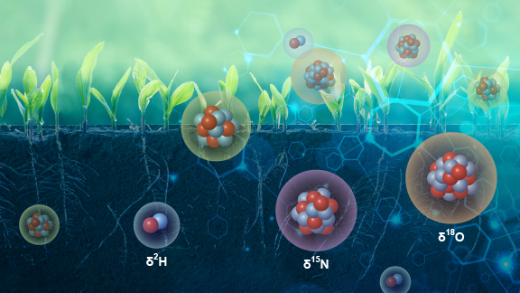stable isotopes