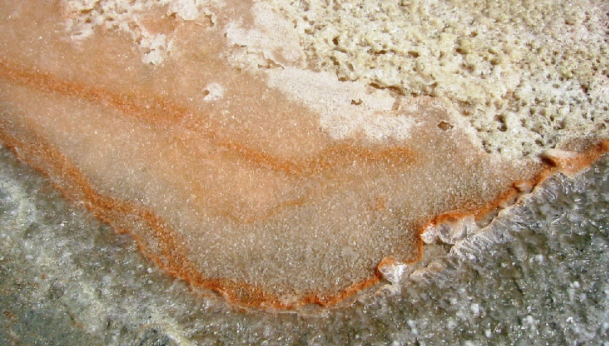 Dunaliella salina algae