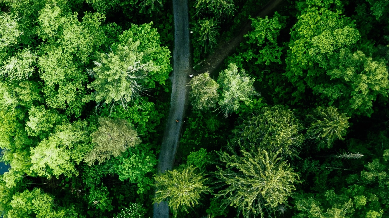 trees 
