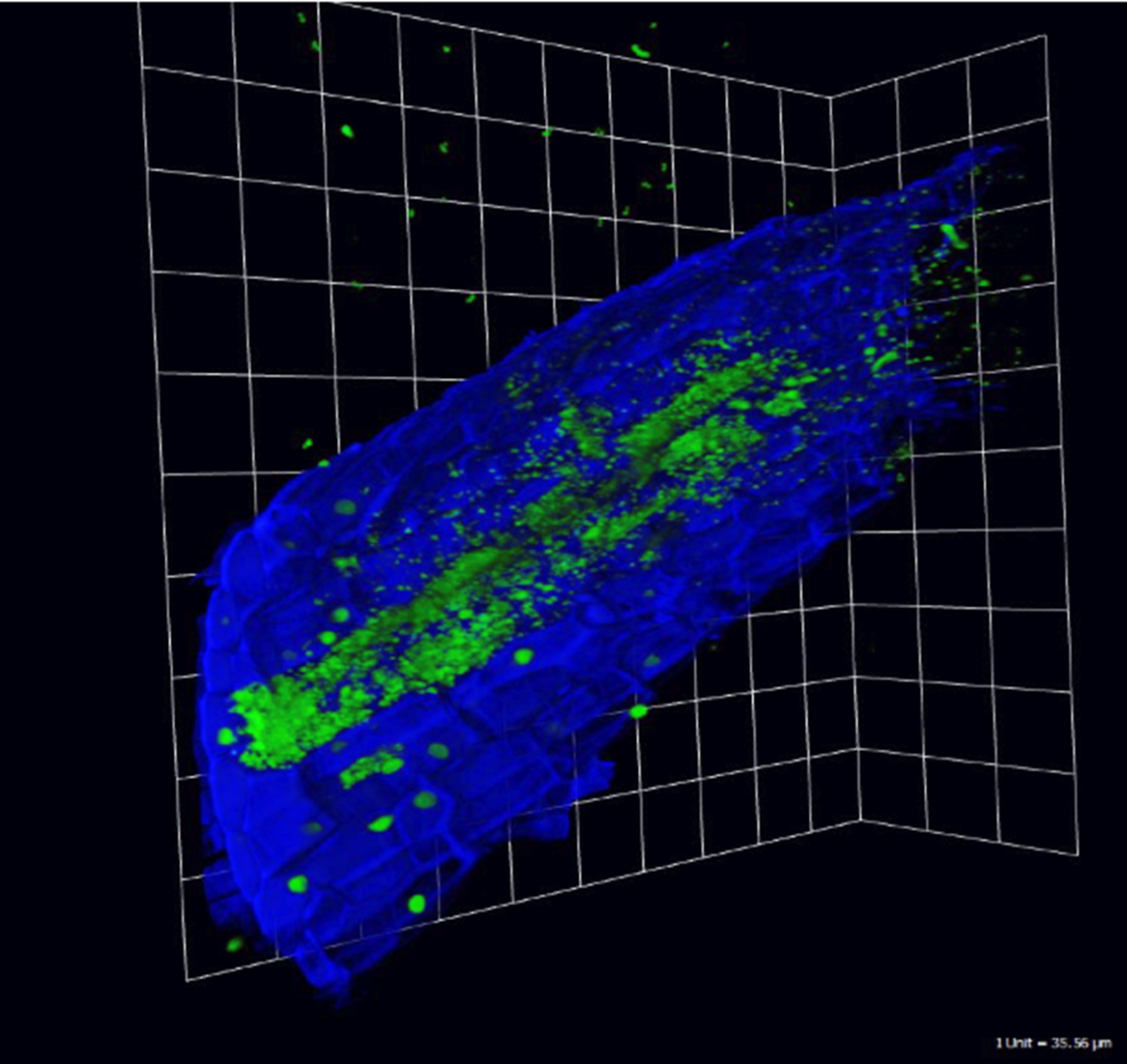 duckweed microscopy image