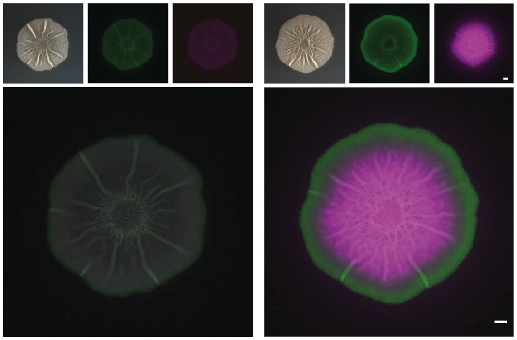 These images show top-down views of colonies of Bacillus subtilis grown on agar plates. The image on the left is a brightfield image while the one on the right shows false-color fluorescence of this colony. These bacterial cells contain two reporter constructs that cause the cells to produce two distinct fluorescence signals (shown as green and pink) when one or both of those genes are expressed.