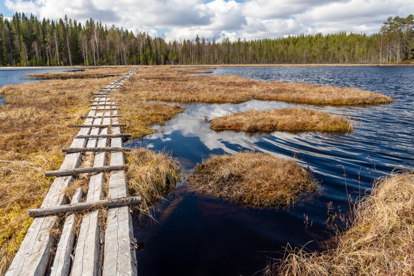 Footbridge over a lake built with wooden planks on floating moss
