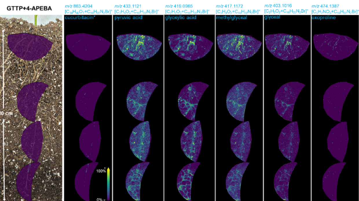 Spatial distributions of exemplary rhizosphere organics throughout the root length and associated rhizosphere