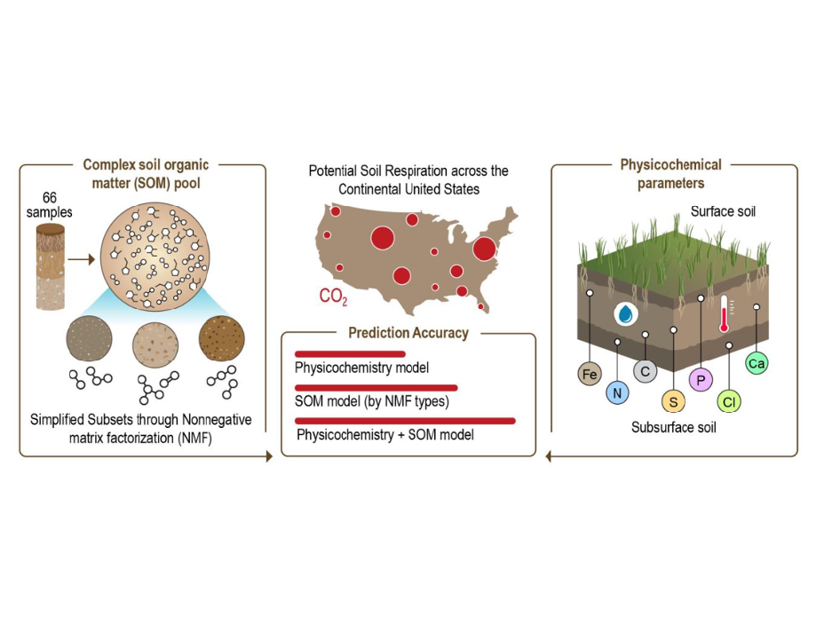 Infographic depicting three sections of soil analysis. The first section, labeled "Complex soil organic matter (SOM) pool," shows 66 samples simplified through nonnegative matrix factorization. The middle section, "Potential Soil Respiration across the Continental United States," features a map with red dots indicating prediction accuracy using physicochemistry and SOM model. The third section, "Physicochemical parameters," illustrates a soil cross-section with layers and elements like Iron (Fe) and Calcium
