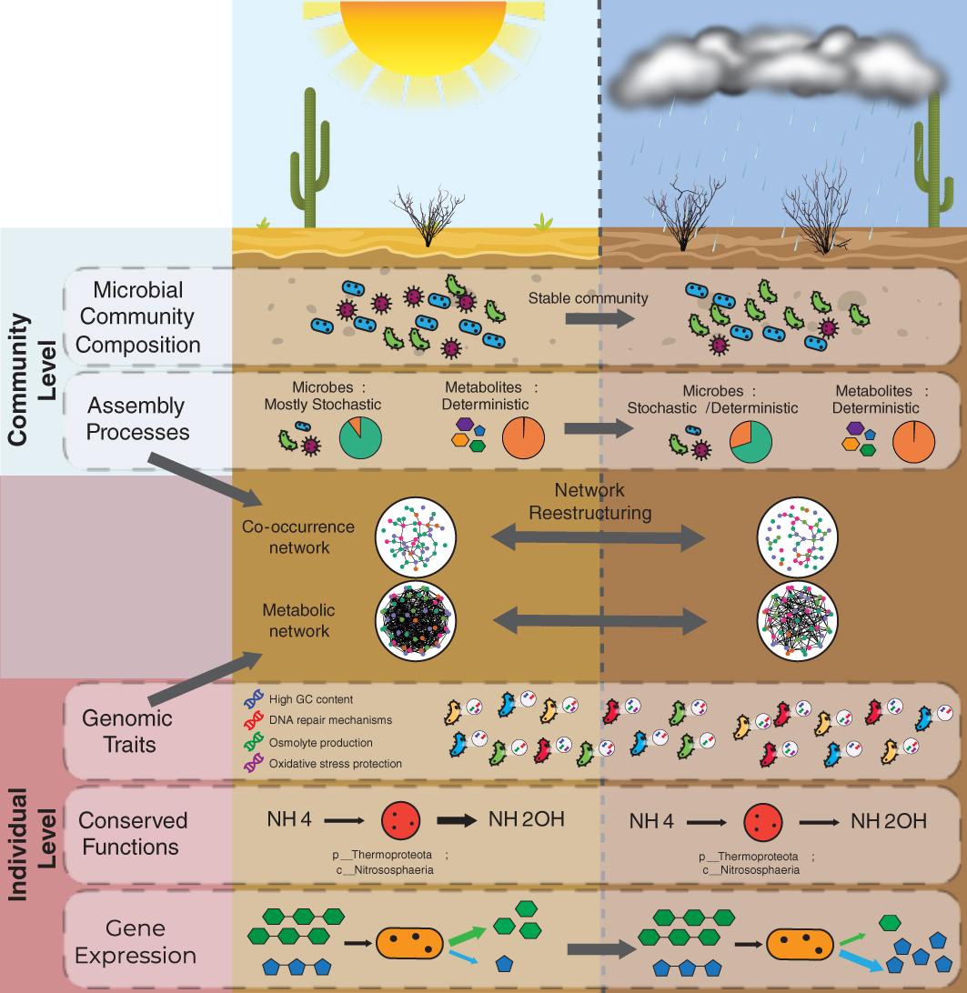 Graphic of a proposed dual-level resilience framework showing microbial responses to monsoon fluctuations in arid ecosystems. It illustrates that resilience emerges from interactions between individual-level mechanisms (genomic traits, metabolic functions, gene regulation) and community-level processes (composition, assembly). These interactions drive network restructuring, enabling resource sharing and protection during dry periods, and resource exploitation during wet periods.