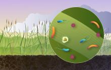 The aboveground parts of plants, mainly stems and leaves, are among the most prevalent microbial habitats on Earth. Pollen, bacteria, viruses, algae, and cell debris released from plants can seed cloud and ice crystal formation in the atmosphere. Illustration by Nathan Johnson | Pacific Northwest National Laboratory