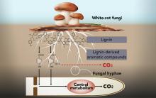 White-rot fungi are well known to break down lignin and convert it into CO<sub>2</sub> and H<sub>2</sub>O in nature. A new study reveals that these fungi incorporate lignin-breakdown products into their central metabolism. Davinia Salvachúa Rodríguez (National Renewable Energy Laboratory, Golden, CO)