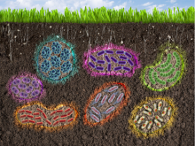 multicolored biofilms