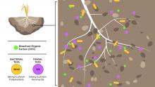 microbial communities