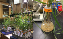 grass in laboratory