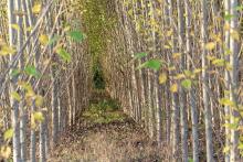 tunnel of trees