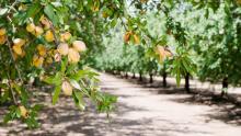 Image of almond nut trees in an orchard
