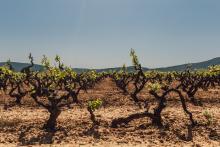 vineyards